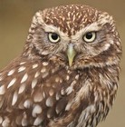 Picture for song 'Higher Focused' by artist 'Trenz Melody'