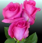 Picture for song 'Sweet Love *New Sexy Love Song Free Download*' by artist 'Trilling Bird'