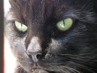 Picture for song 'The Cats of Ulthar' by artist 'Uncle Smallface'