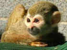 Picture for song 'Babies of Revolutio' by artist 'West Coast Sloth'
