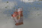 Picture for song 'The way you move me' by artist 'WILLOW MAN'