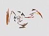 Picture for song 'Me and my Wistle' by artist 'wmmusic'