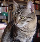 Picture for song 'Cat Out' by artist 'Xanitra'