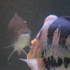 Picture for song 'RIO.mp3' by artist 'ZZAFTY'