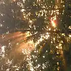 Picture for song 'Fool's Funk' by artist 'Trace Evidence'