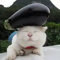 Picture for song 'Mello Cat 140 bpm' by artist 'BeatsbyBG'