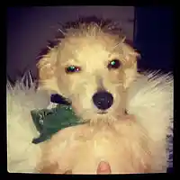 Picture for song '10 What Did I Feed The Dogs? (D.Longhead)' by artist 'Das Uglystik'