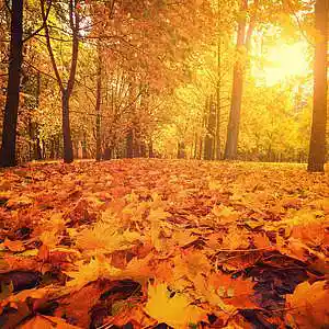 Picture for song 'Fall (Instrumental)' by artist 'Denzlo'