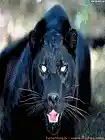 Picture for song 'The Thrill of the Chase' by artist 'The Blackkat'