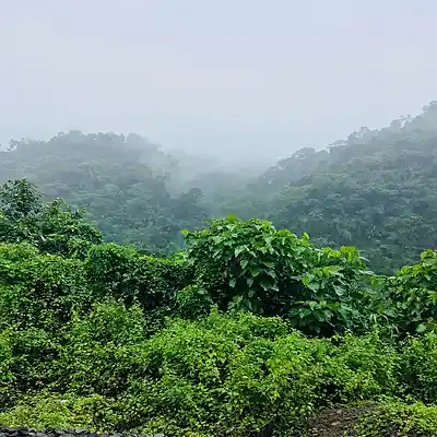Picture for song 'Jungle- Hard Trap Type Beat' by artist 'Jerry Beats (Jerry On The Track Boy)'