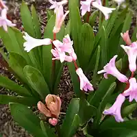 Picture for song ' ANGELS TRUMPET SPRING' by artist 'Dr. Bob's Jazz - Benefit Boppin' Quartet - JBBQ'