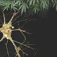 Picture for song 'Natural High (Prod. by Axis Beats) 134 BPM' by artist 'Axis Beats (US)'