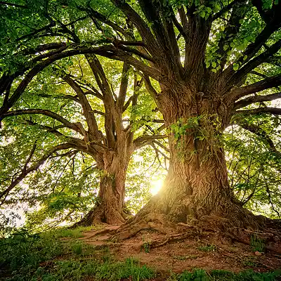 Picture for song 'The Tree Of Life' by artist 'John Matteson'