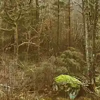 Picture for song 'The Enchanted Woods' by artist 'Morten Gjermundsen'