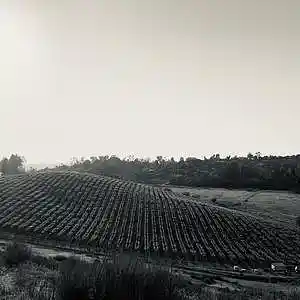 Picture for song 'Little League Shit' by artist 'Gagmesharkoff'