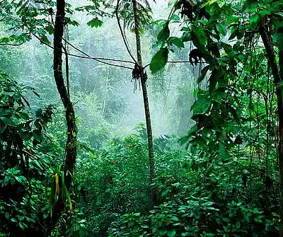 Picture for song 'Rainforest.' by artist 'Johanna Renfro'