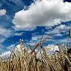 Picture for song 'Summertime ::FREE DOWNLOAD::' by artist 'Phillywat'