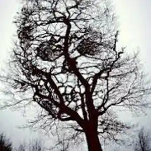Picture for song 'A tale of death' by artist 'Thomas von Zig'