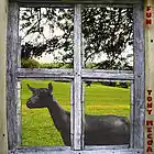 Picture for song 'Witch Jenny?' by artist 'Tony Mecca'