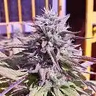 Picture for song 'Shady Haze of Purple | FREE DL' by artist 'buybeatsandtracks.com'