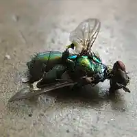 Picture for song 'Gestation' by artist 'Sizzorfite'