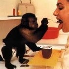 Picture for song 'Prometheus the Helper Monkey' by artist '211 Productions (PGH)'