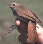 Picture for song 'Nightingale' by artist 'aameree'