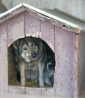Picture for song 'The Doghouse Drag' by artist 'Al Di Cicco'