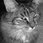 Picture for song 'Good Boy' by artist 'Uncle Ace Ha'