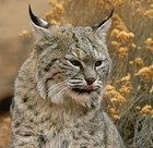 Picture for song 'MyCoolCane for collab' by artist 'All Of Us 2'