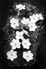 Picture for song 'Can't Feel No Better' by artist 'Ambient Blue'