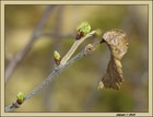 Picture for song 'New spring' by artist 'Ambient Fabric'