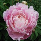 Picture for song 'A punkosdi rozsa' by artist 'Andrea Gerak'