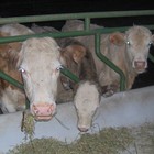 Picture for song 'Real Country Music' by artist 'Andybob's Country Music'