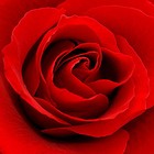 Picture for song 'Rose (Live)' by artist 'Ari Lesser'