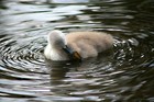 Picture for song 'Ripples' by artist 'Arkady'