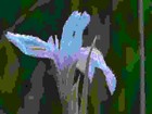 Picture for song 'When the Dew is on the Grass' by artist 'Arthur Sherry'