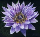 Picture for song 'split ends' by artist 'a winter's memory'