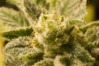 Picture for song 'Crystal Weed Prod. By BatMan GothamBeats' by artist 'BatManGothamBeats'