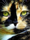 Picture for song 'Green Eyed Lady Columbus ..Live 1970's ..7:47' by artist 'Bella and Music Boy'