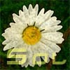 Picture for song 'Daisy' by artist 'Blue Sol'