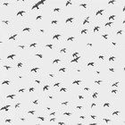 Picture for song '(SOLD) BIRDS' by artist 'BRAVESTARR'