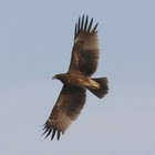 Picture for song 'Eagle' by artist 'Charles Cornelius Tyler'