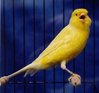 Picture for song 'The Carpal Tunnel Canary (All Beats are Free)' by artist 'Chedda Productions'