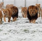 Picture for song 'The Pride( Movie Score)' by artist 'ChemistryofHeaven'