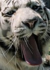 Picture for song 'Tigers Go Rawr' by artist 'Code Shred'