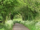 Picture for song 'THAT CORNER OF THE OLD RACE ROAD' by artist 'COLIN'S POETRY IN SONG'