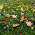 Picture for song 'Swirling leaves' by artist 'Corrado Rossi'