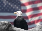 Picture for song 'United We Stand' by artist 'Da'Marcus'