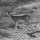 Picture for song 'Bonzai Bambi' by artist 'Dan Tharp'